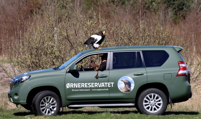 Der Toyota Land Cruiser des Ørnereservatet mit Adler
