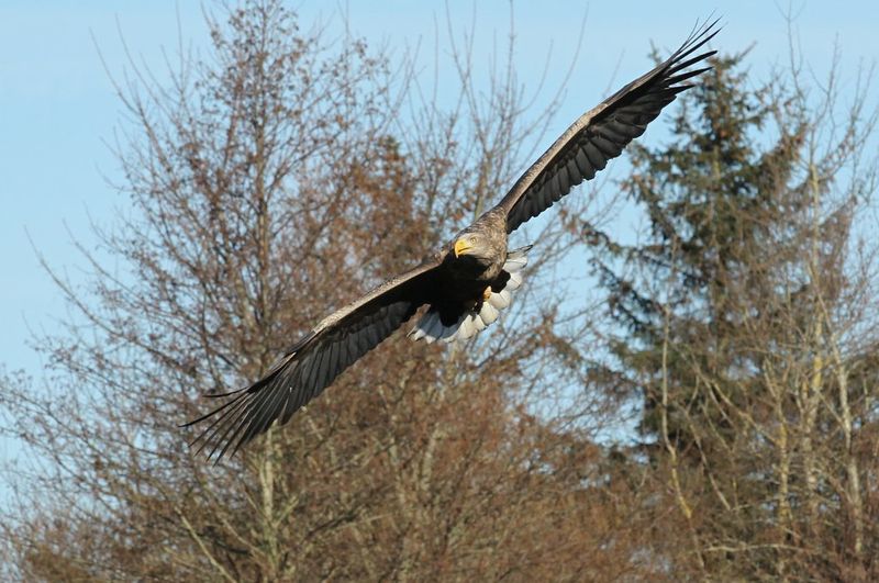 Seeadler im Flug