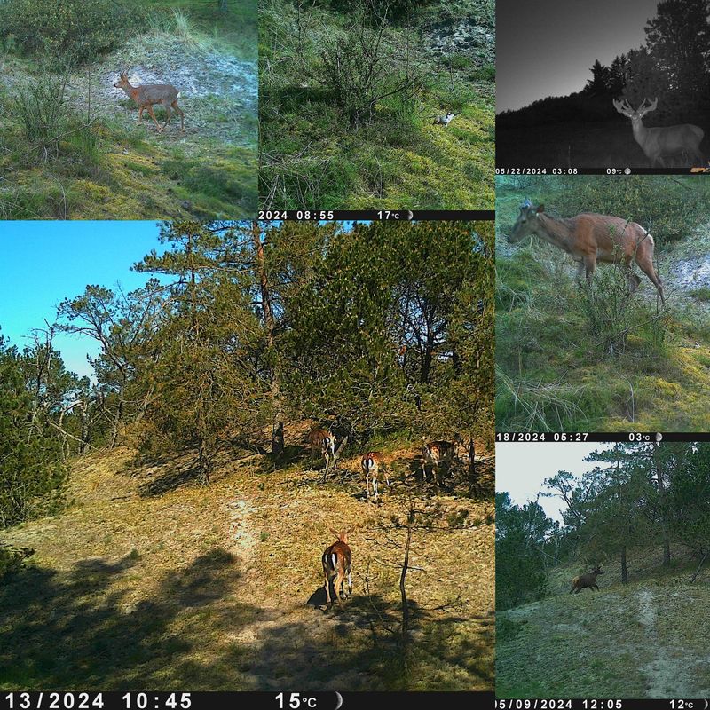 Bilder von Wildkameras