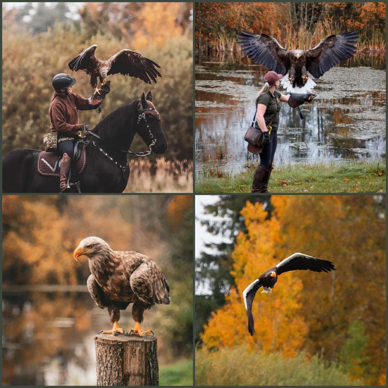 Greifvögel in Herbstfarben