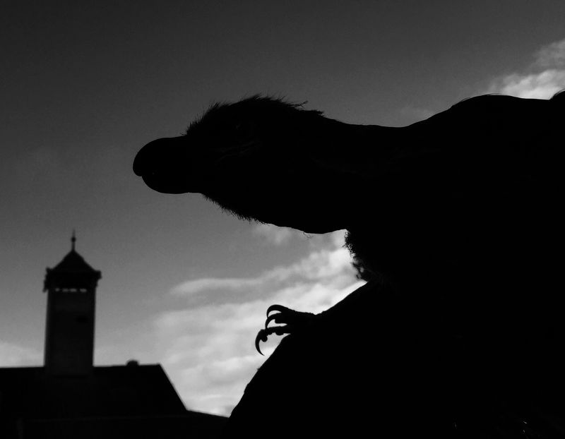 Silhouette eines Urzeitvogels