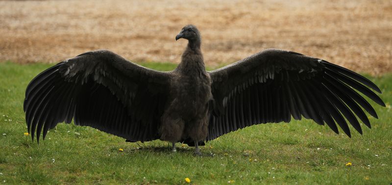 Andenkondor mit ausgebreiteten Flügeln