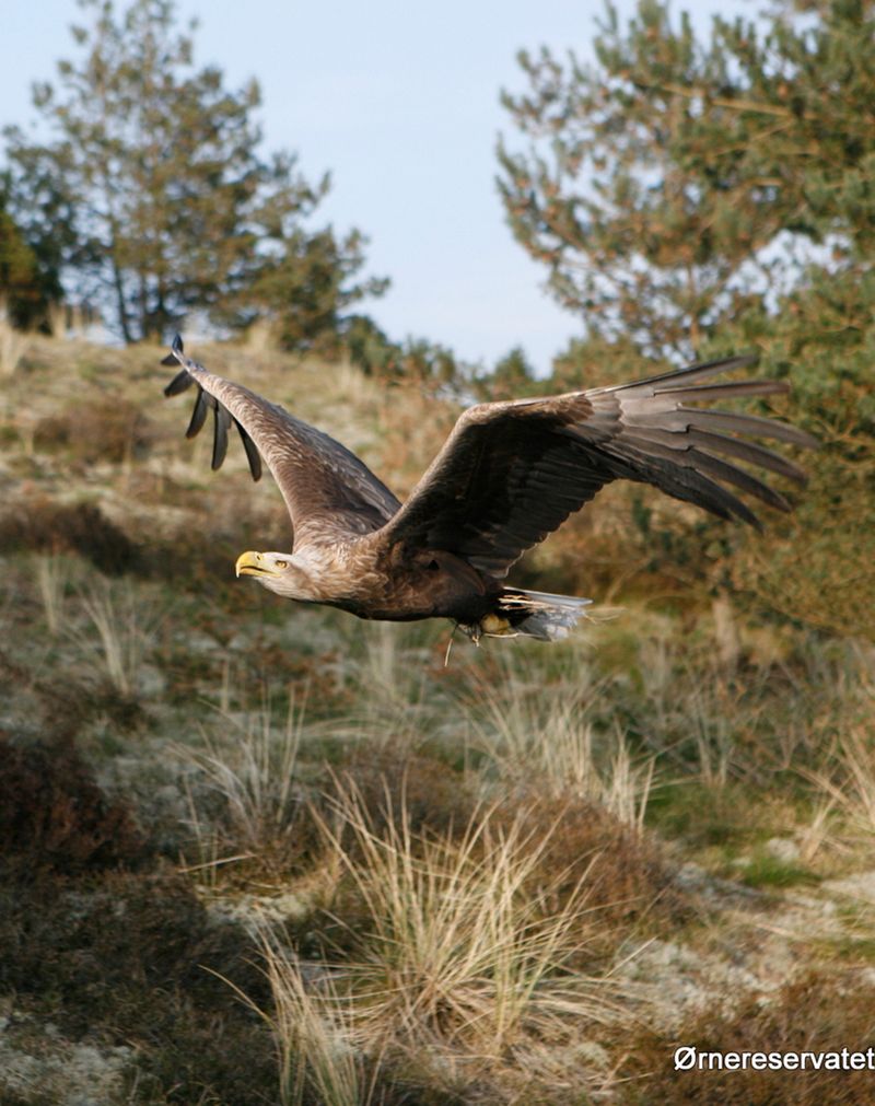 Greifvogel im Flug über den Dünen